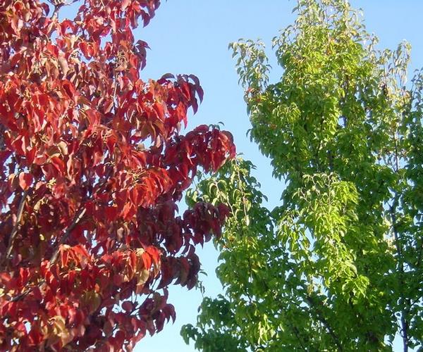 2002-11-17b CA fall colors.JPG