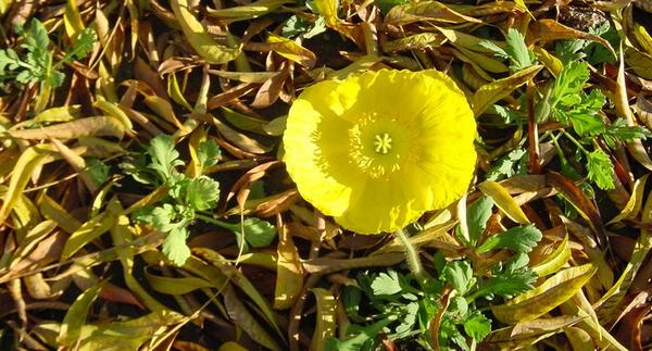 2002-11-19 Fall flower.JPG