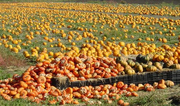 2002-11-28a Pumpkins.JPG