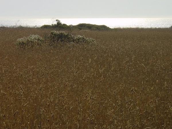 2002-11-29b Ano Nuevo field.JPG