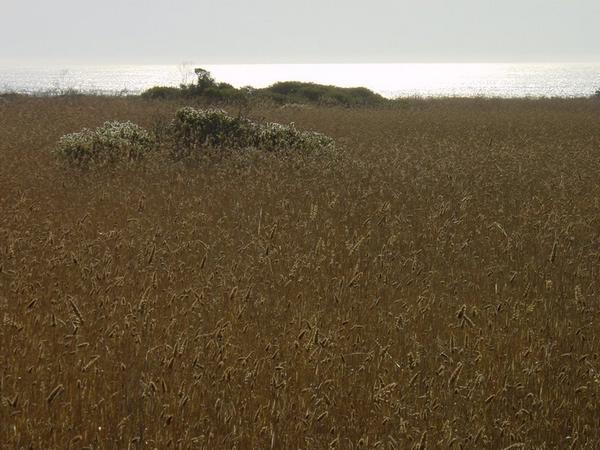 2002-11-29b Ano Nuevo field.JPG