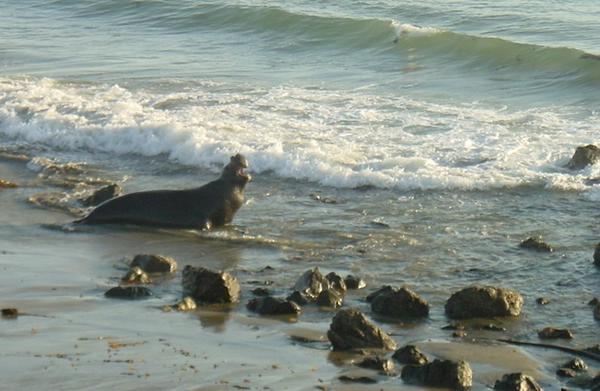 2002-12-01h Big elephant seal.JPG