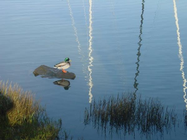 2002-12-21c Duck still life.JPG