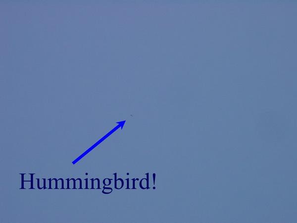 2002-12-21d Hummingbird.JPG