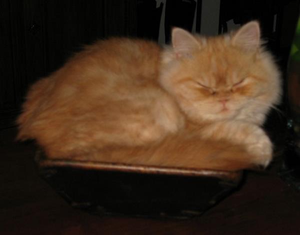 2002-12-29e Fluffy in the bowl.JPG