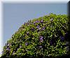 2002-07-03 Flowery Bush.jpg