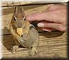 2002-09-14bc First the chipmunk was happy with bread.jpg