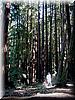 2002-10-05b In the redwoods.JPG