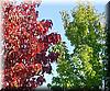 2002-11-17b CA fall colors.JPG