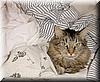 2002-11-24 Cuddly kitty.jpg
