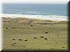 2002-12-01e Happy cows.JPG