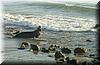 2002-12-01h Big elephant seal.JPG