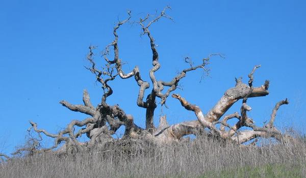 2003-02-02b Dead tree.JPG