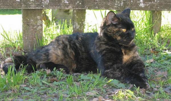 2003-02-02c Kitty.JPG
