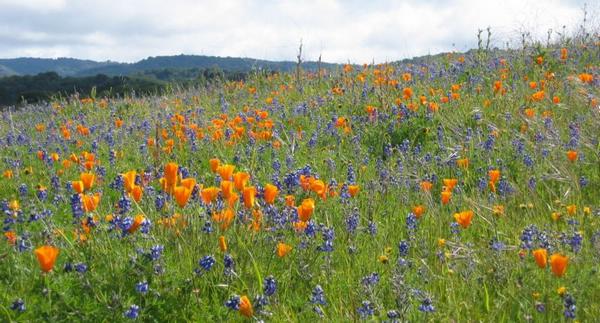 2003-04-06e Arastradero blooming.JPG