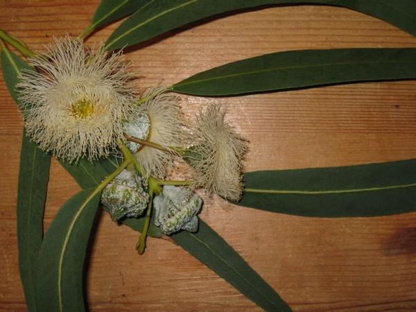 2003-04-07c Eucalyptus Blossoms.JPG