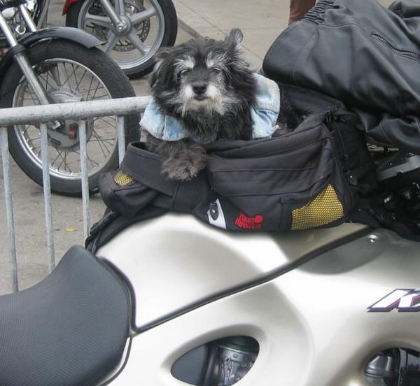 2003-06-08b Doggy rider.JPG