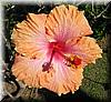 2003-01-02d Flowers II.JPG