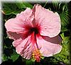 2003-01-02e Flowers III.JPG