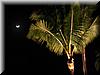 2003-01-05g Palm and moon.JPG