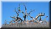 2003-02-02b Dead tree.JPG