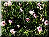 2003-02-08d Fallen blossoms.jpg