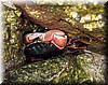 2003-04-13c Hidden Crab.JPG