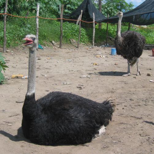 2003-07-05d Ostrich Farm.JPG