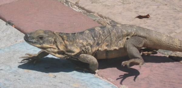 2003-07-07a Iguana.JPG