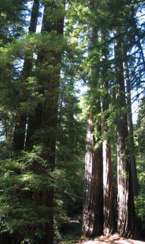 2003-07-20b Redwoods.JPG