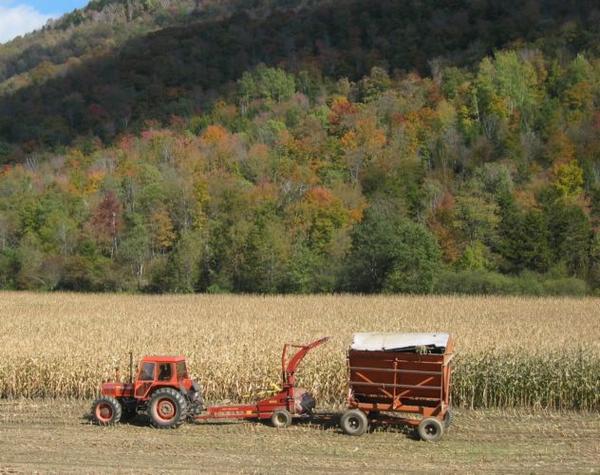 2003-10-07h Harvest.JPG