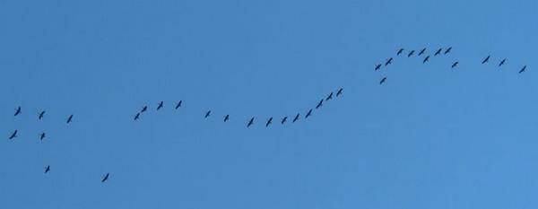 2003-10-07q Geese.JPG