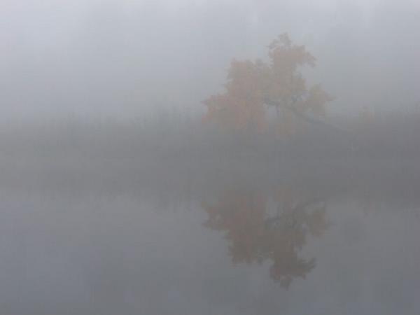 2003-10-10a Yellow in Fog.JPG