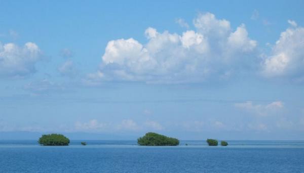 2003-11-24b Mangrove Dots.jpg