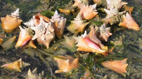 2003-11-25h Conch Pile.JPG