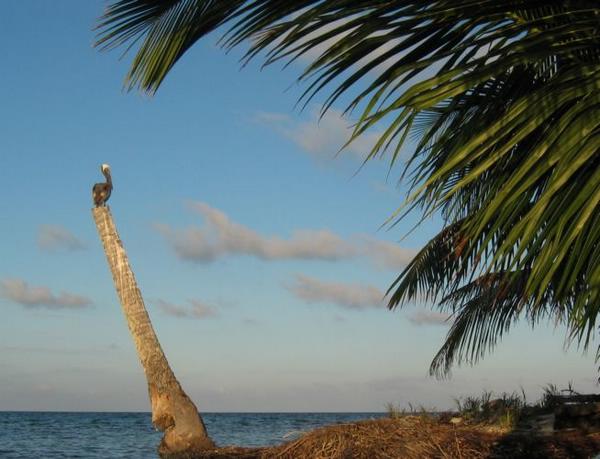 2003-11-27d The Pelican.jpg