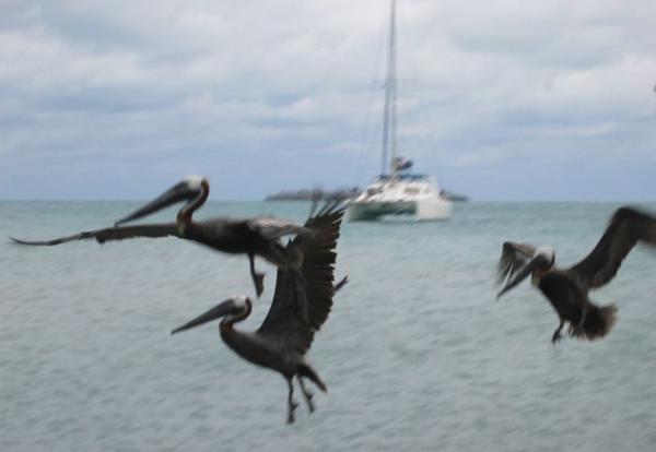 2003-11-29e Pelicans.jpg