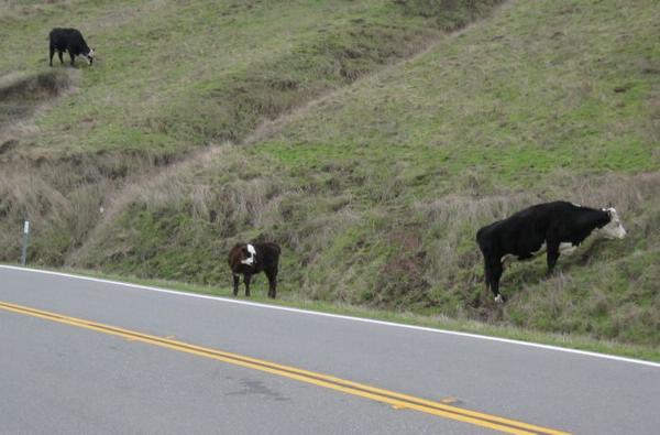 2003-12-28b Cows on Highway 1.JPG