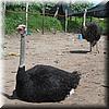 2003-07-05d Ostrich Farm.JPG