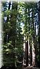 2003-07-20b Redwoods.JPG
