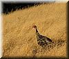 2003-08-18d Wild Turkey.JPG