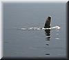2003-09-05e Whale Tail.jpg