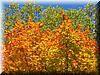 2003-10-08b 3 Colors.JPG