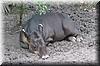 2003-11-17e Tapir.JPG