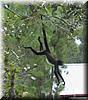 2003-11-17f Spider Monkey.JPG