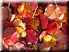 2003-12-11c Fallen Leaves.JPG