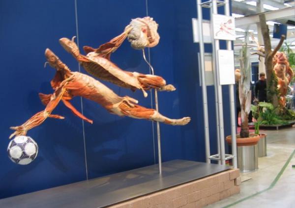 2004-02-04a Body Worlds.JPG