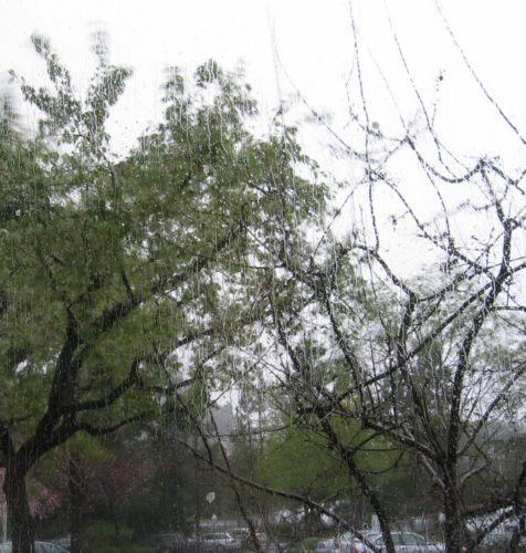 2004-02-25 Rain.JPG