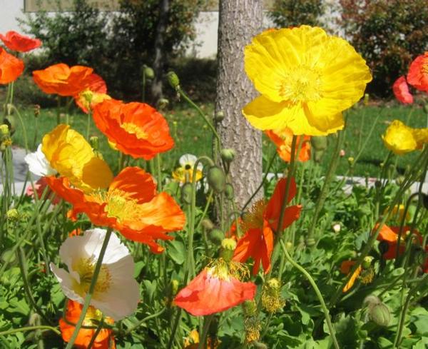 2004-03-15a Poppies.JPG