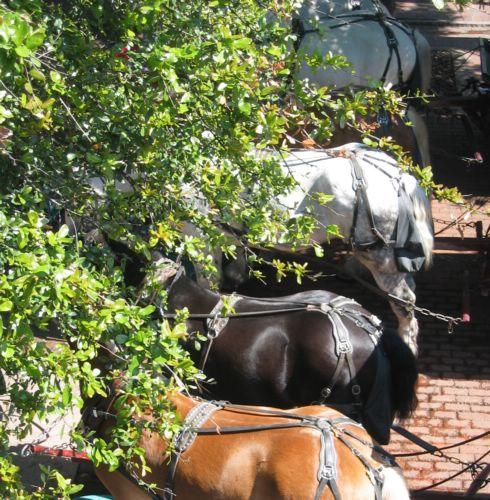 2004-04-17a Savannah Horses.jpg